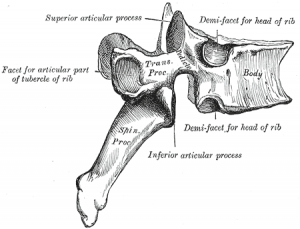 セラピストハウス　椎骨