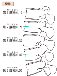 腰痛　福井県