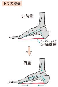 足のアーチが衝撃を吸収する様子のイラスト