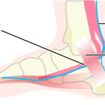 内くるぶし付近を通る神経と足根管のイラスト