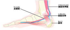 内くるぶし付近を通る神経と足根管のイラスト