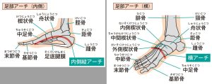 足の土踏まずの構造と後脛骨筋の位置を示すイラスト