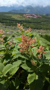 御蓼（オンタデ）の花。前景に美しいピンクの花穂、背景に白山の稜線が広がる