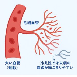 太い血管と毛細血管の違い、冷え性で末端の血管が縮こまりやすい仕組みの図解