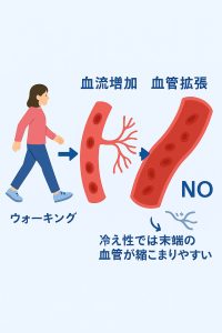有酸素運動で血流が増え、血管が拡張しやすくなる仕組みの図解